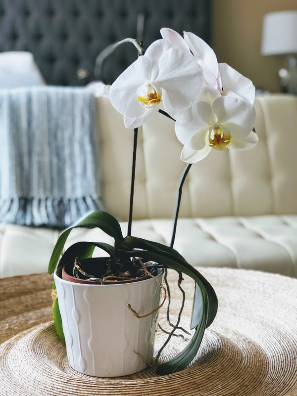 The Grace and Beauty of Orchids
